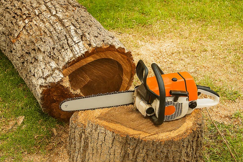 Abattage professionnel d'un arbre dans les Yvelines par La Tête dans les Arbres