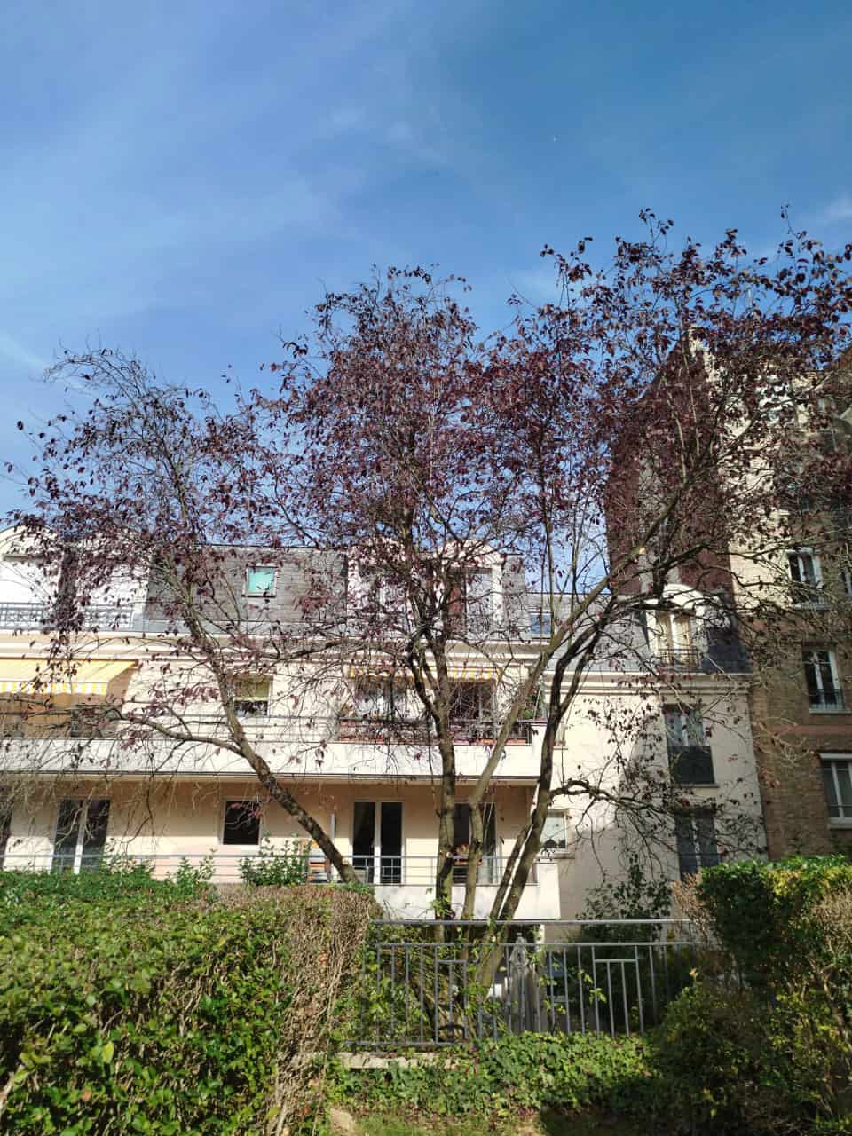 élagage de l'arbre 78