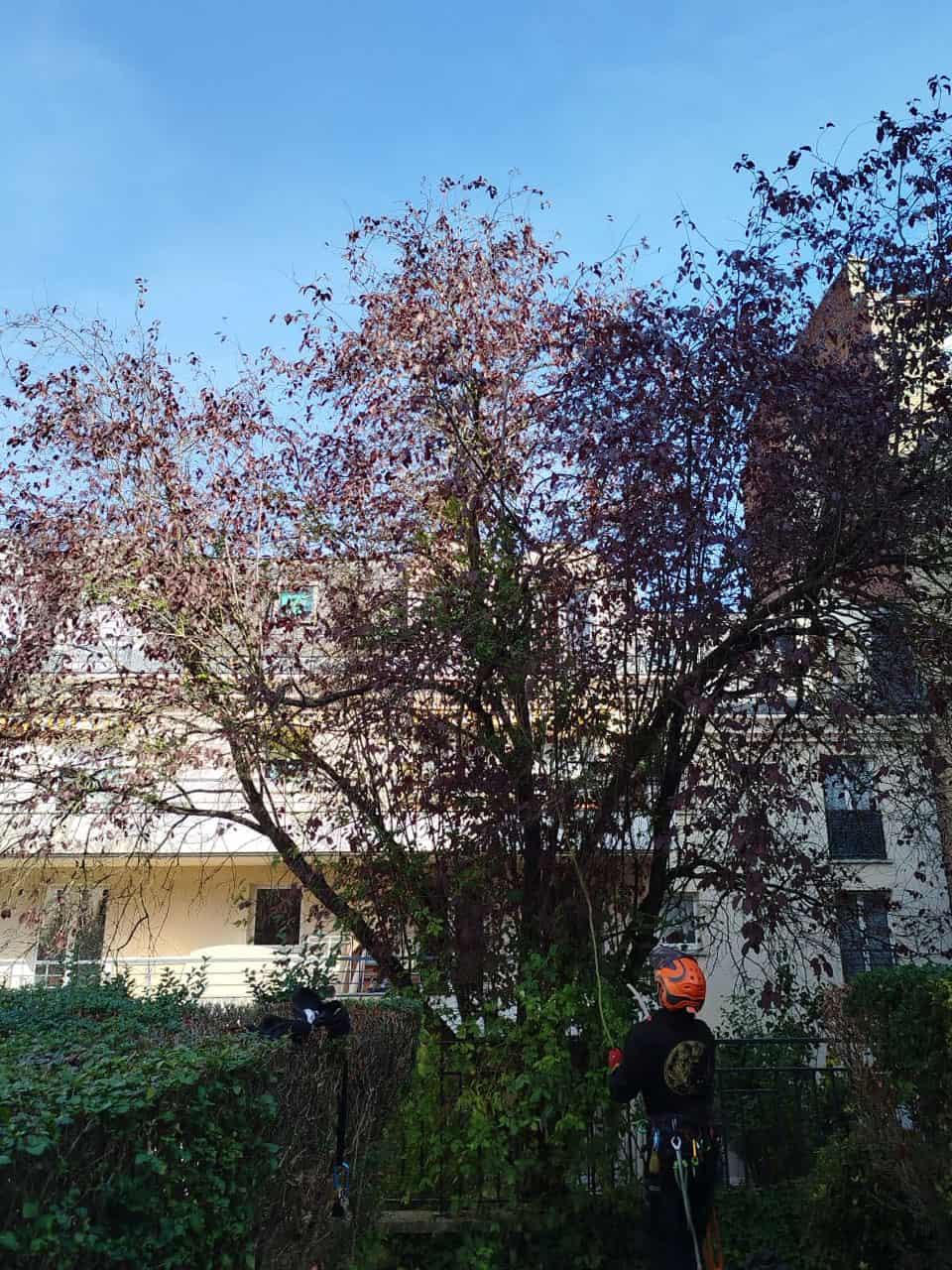 Arbre à élaguer 78