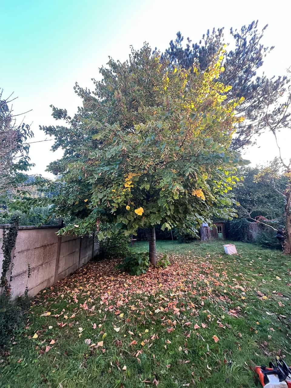 Arbre à élaguer 78 avant